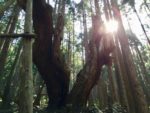 ２１世紀の森公園内の株杉
