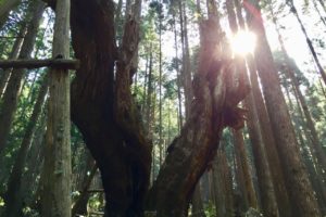 ２１世紀の森公園内の株杉