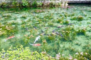 モネの池の銀の鯉
